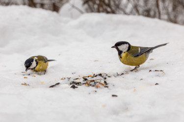 Similar image 21294595