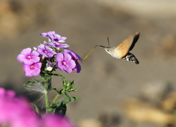 Similar image 21294720