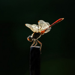 Similar image 21294722