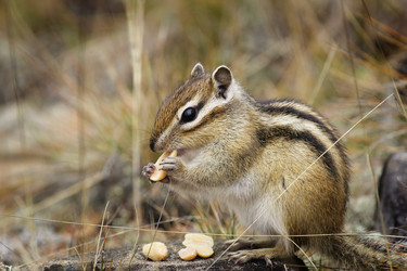 Similar image 21294927