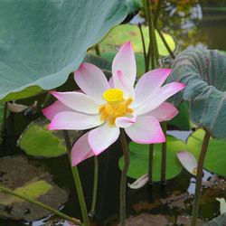 Similar image 21294724