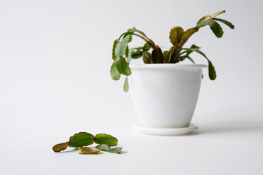 Similar image 21316421