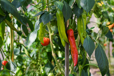 Similar image 21294116