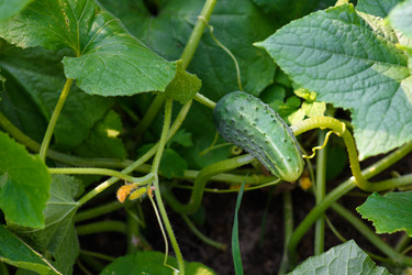 Similar image 21294120