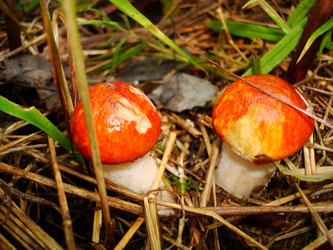 Similar image 21319943