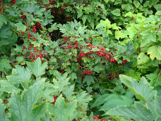 Similar image 21310903