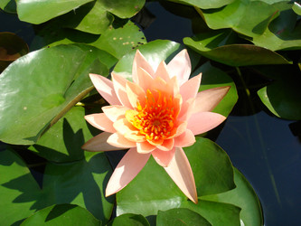 Similar image 21307034