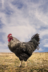 Similar image 21294743