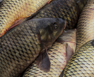 Similar image 21294776