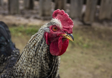 Similar image 21294784