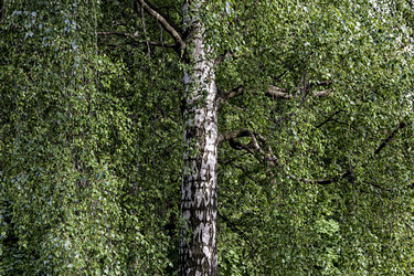 Similar image 21294712