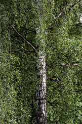 Similar image 21294716