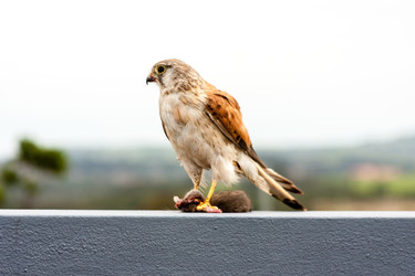 Similar image 21292610