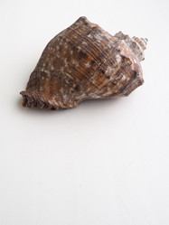 Similar image 21343112