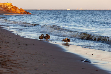 Similar image 21307291