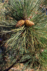 Similar image 21299630