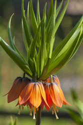 Similar image 21298429