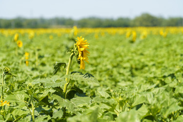 Similar image 21294129