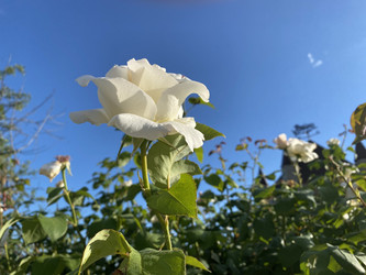 Similar image 21294237