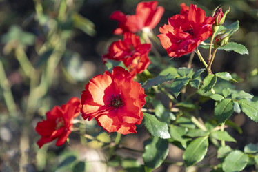 Similar image 21294139