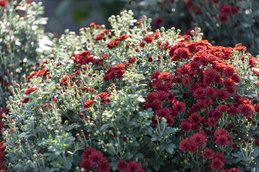 Similar image 21293430