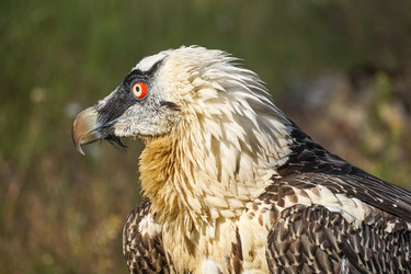 Similar image 21294270