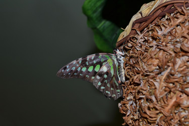 Similar image 21299053