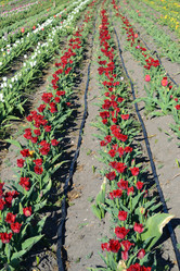 Similar image 21299035