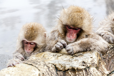 Similar image 21297533