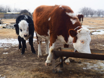 Similar image 21299712