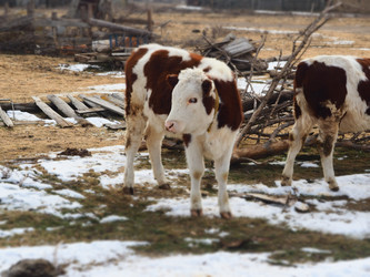 Similar image 21299713