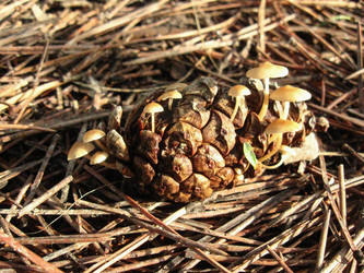 Similar image 21299096