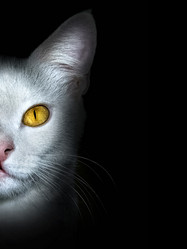 Similar image 21302424