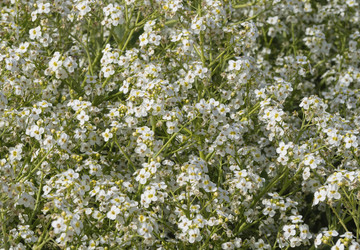 Similar image 21299911