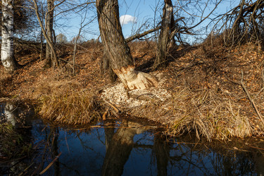 Similar image 21302760