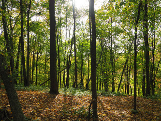 Similar image 21304285