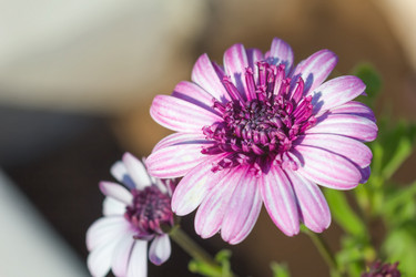 Similar image 21302278