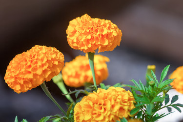 Similar image 21302281