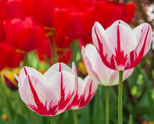 Similar image 21300767