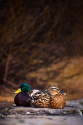 Similar image 21302194