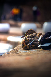 Similar image 21302196