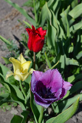 Similar image 21306741