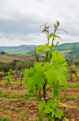 Similar image 21301495