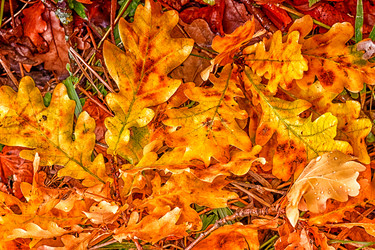 Similar image 21301539