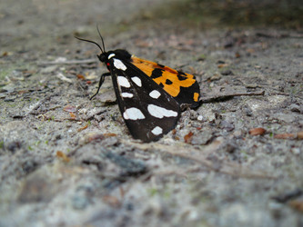 Similar image 21306749