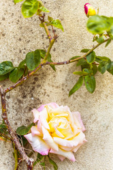 Similar image 21309539