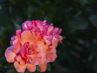 Similar image 21303759