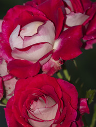 Similar image 21303907