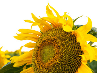 Similar image 21303908