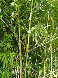 Similar image 21306096